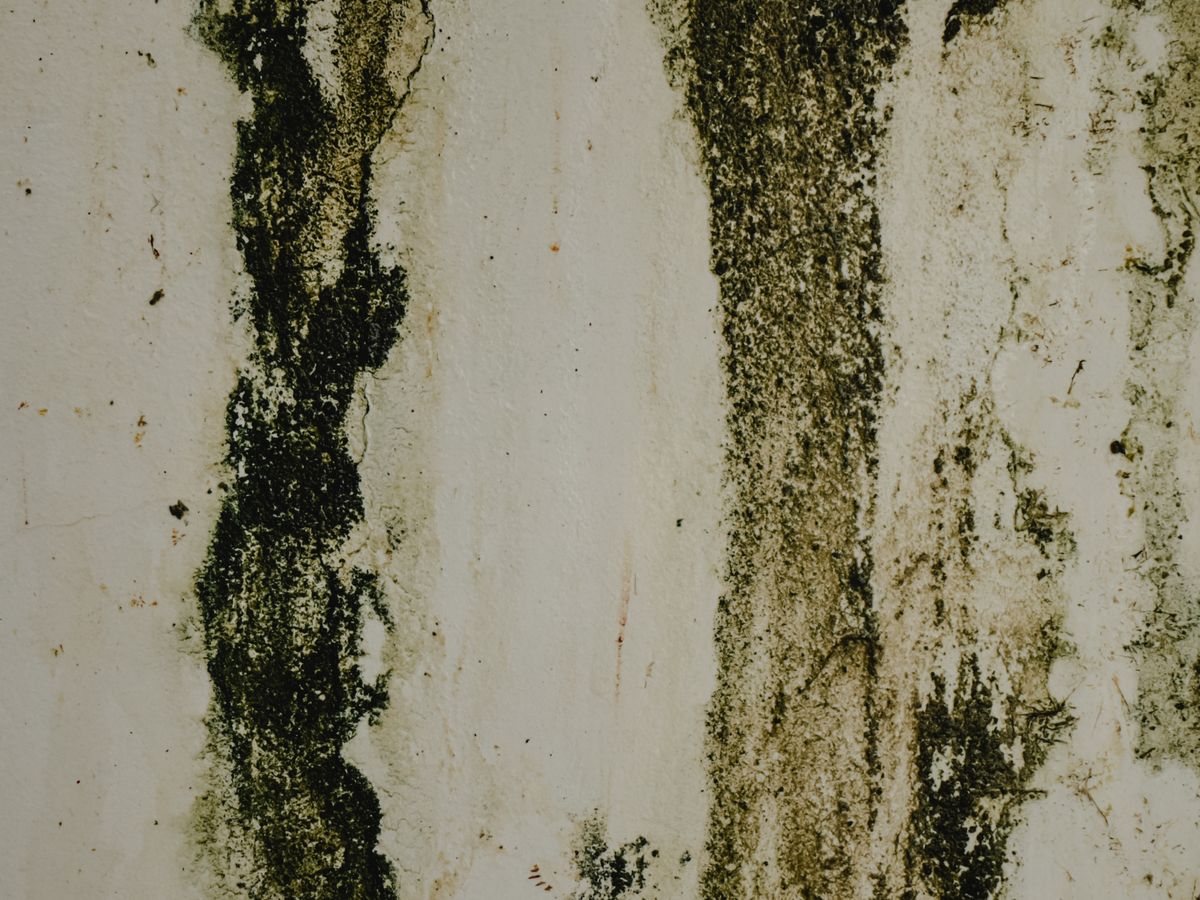 Mould in a Rental: Whose Job Is It to Fix, Yours or the Landlord's?